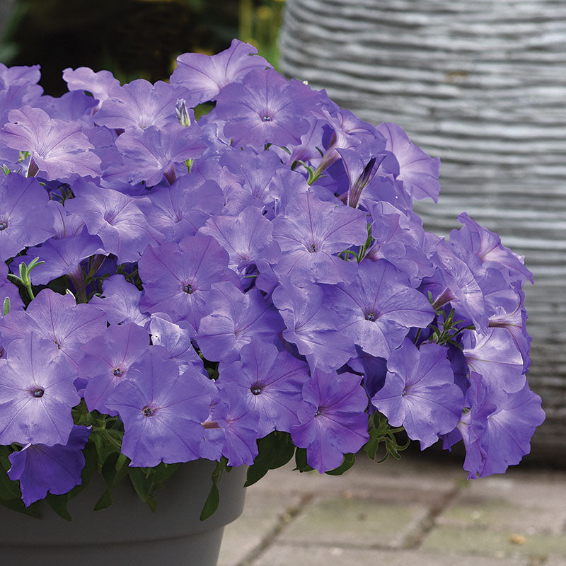 Petunia Easy Wave Lavender Sky Blue F1 Seed