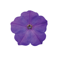 Petunia Easy Wave Lavender Sky Blue F1 Seed