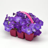 Petunia Easy Wave Lavender Sky Blue F1 Seed