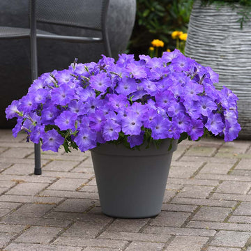 Petunia Easy Wave Lavender Sky Blue F1 Seed