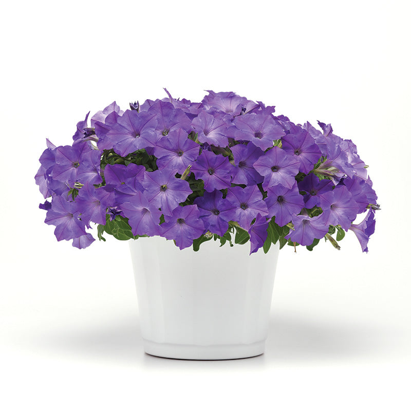 Petunia Easy Wave Lavender Sky Blue F1 Seed