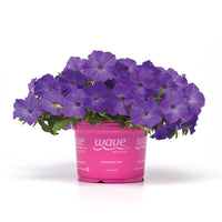 Petunia Easy Wave Lavender Sky Blue F1 Seed