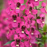 Angelonia Serena Rose F1 Seed