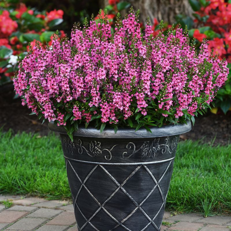 Angelonia Serena Rose F1 Seed