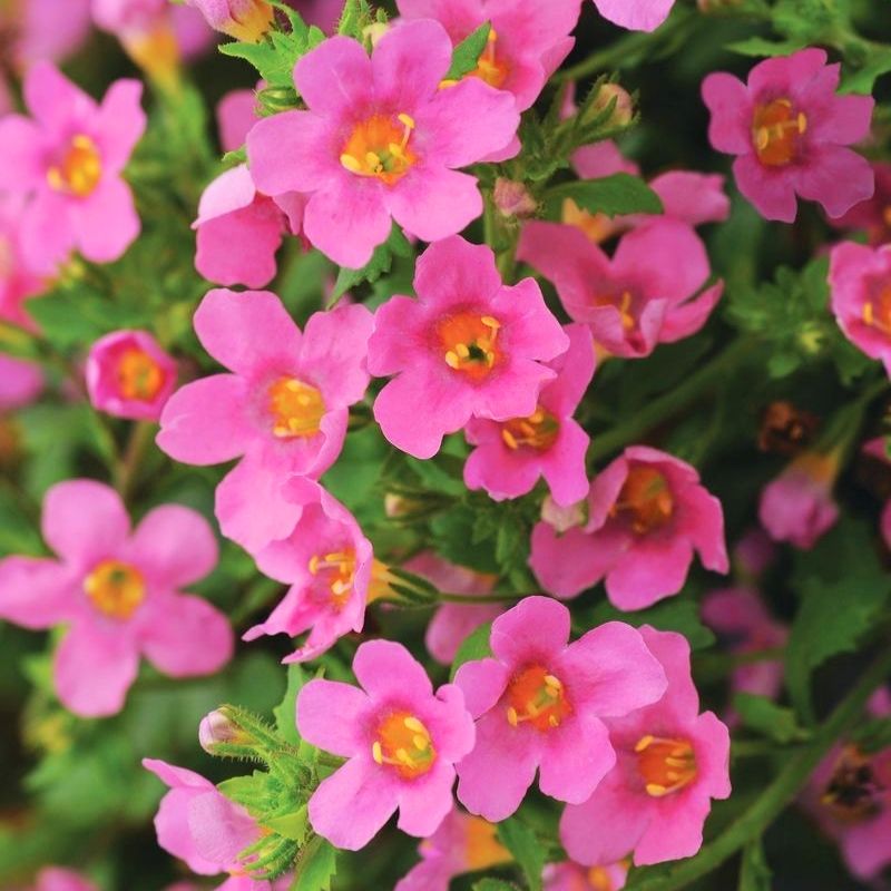 Bacopa Pinktopia® Seed