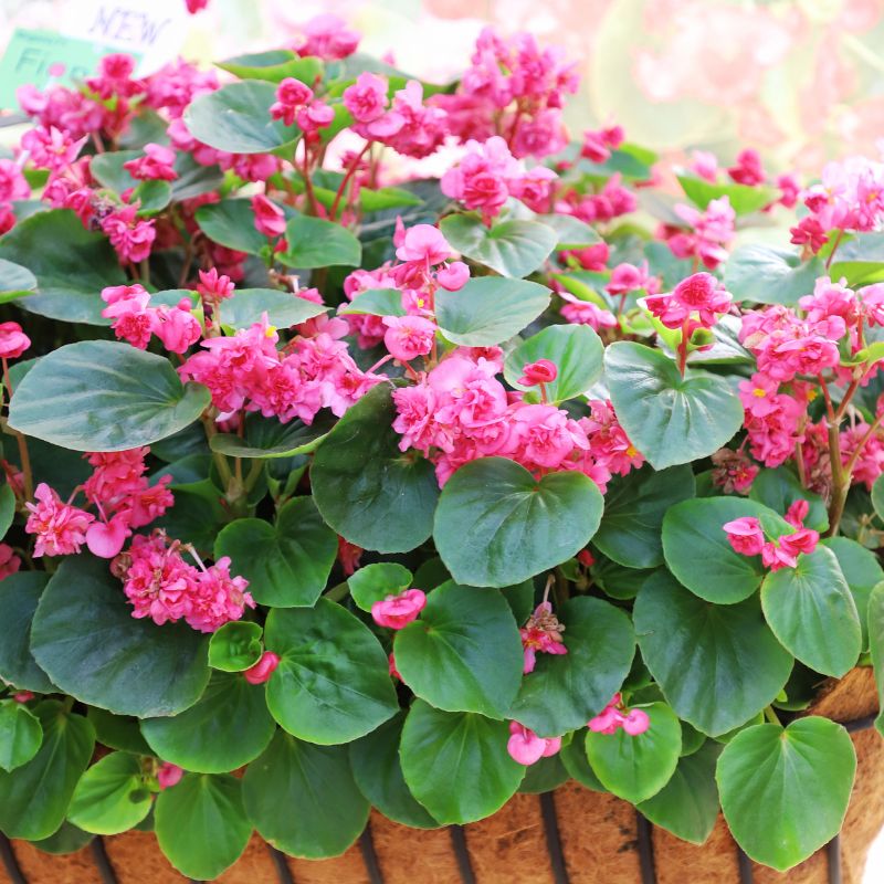 Begonia Fiona Rose Seed