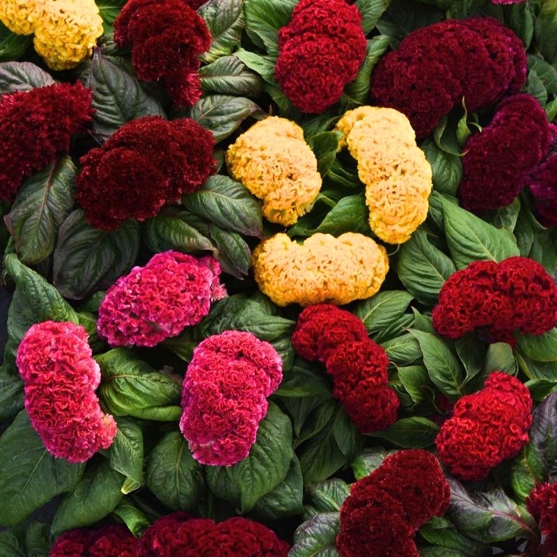 Celosia Concertina Mix Seed