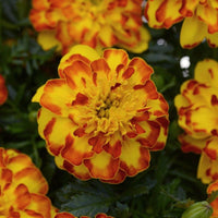 Marigold Flamenco Seed