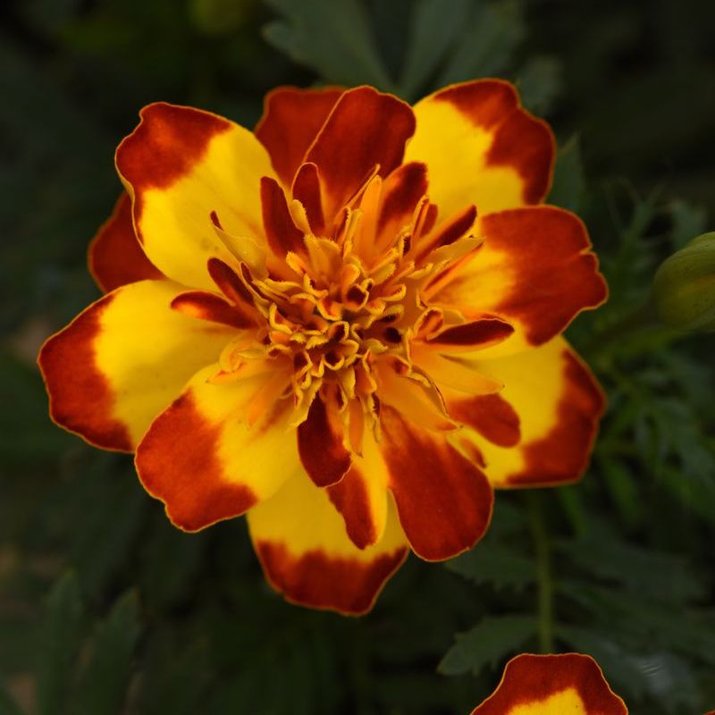 Marigold Flamenco Seed