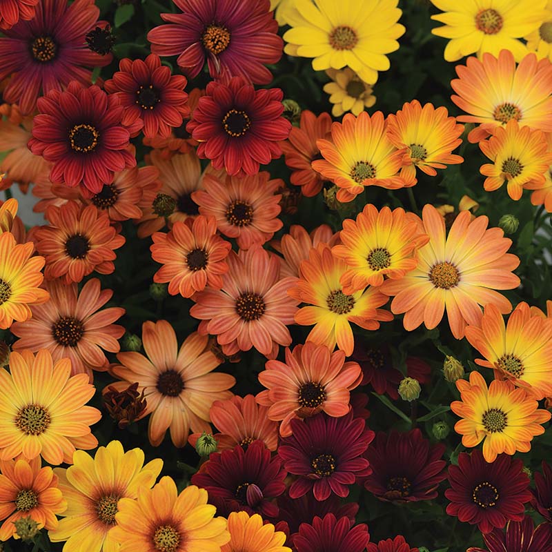 Osteospermum Akila Sunset Shades F1 Seed