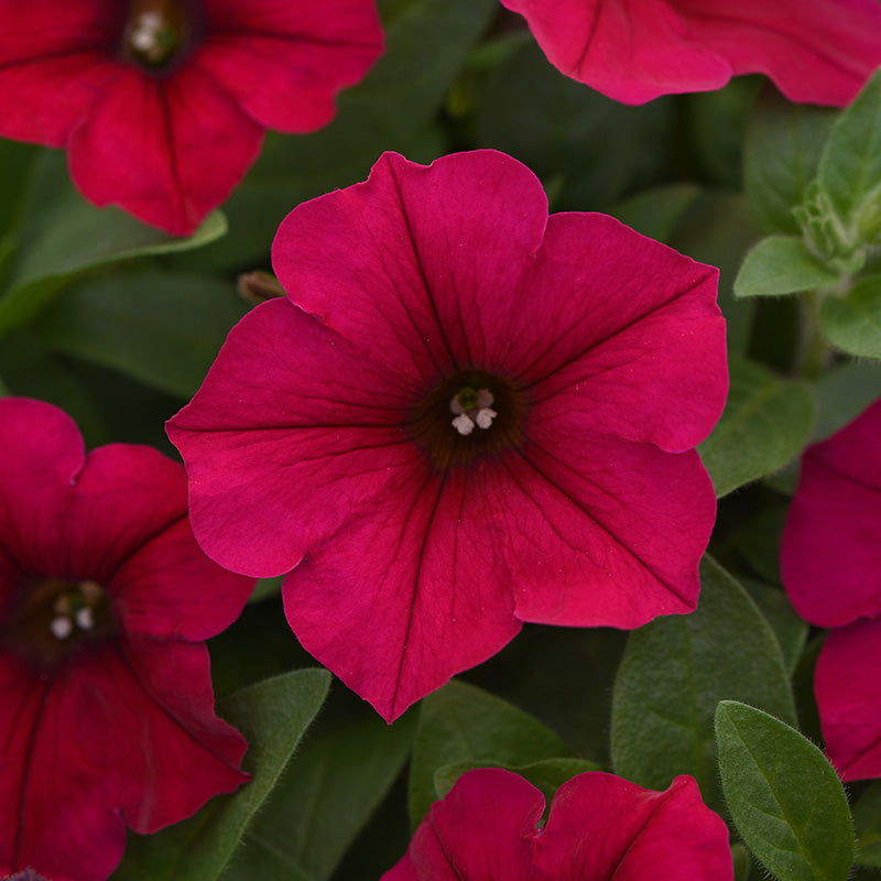 Petunia Wave Carmine Velour F1 Seed