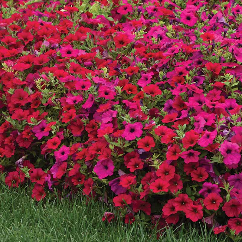 Petunia Wave Carmine Velour F1 Seed