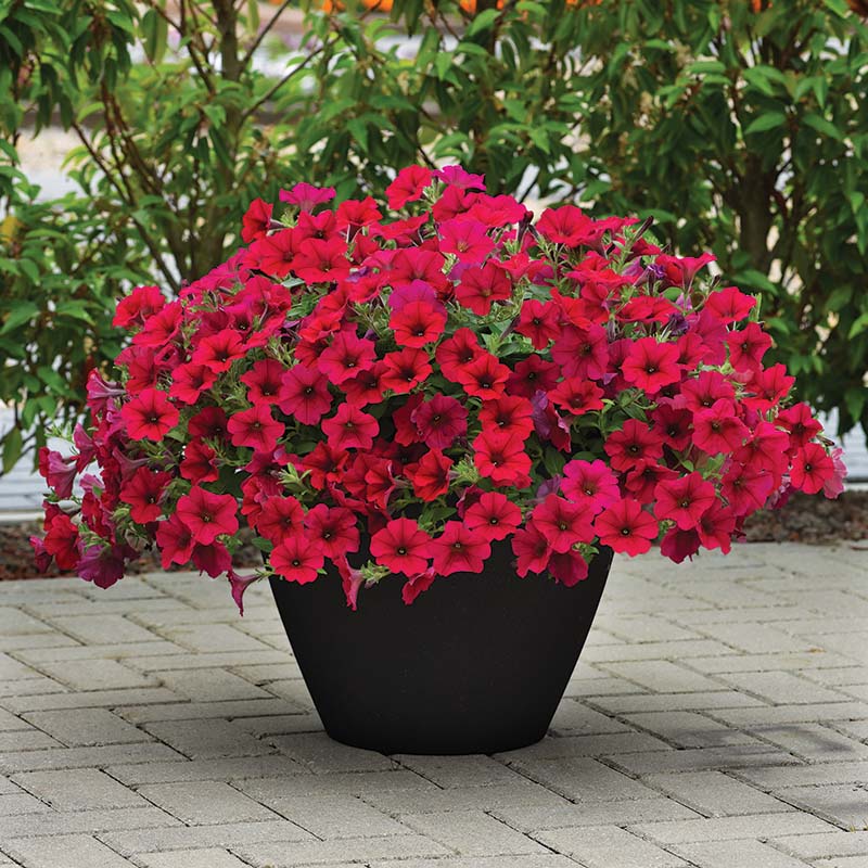 Petunia Wave Carmine Velour F1 Seed