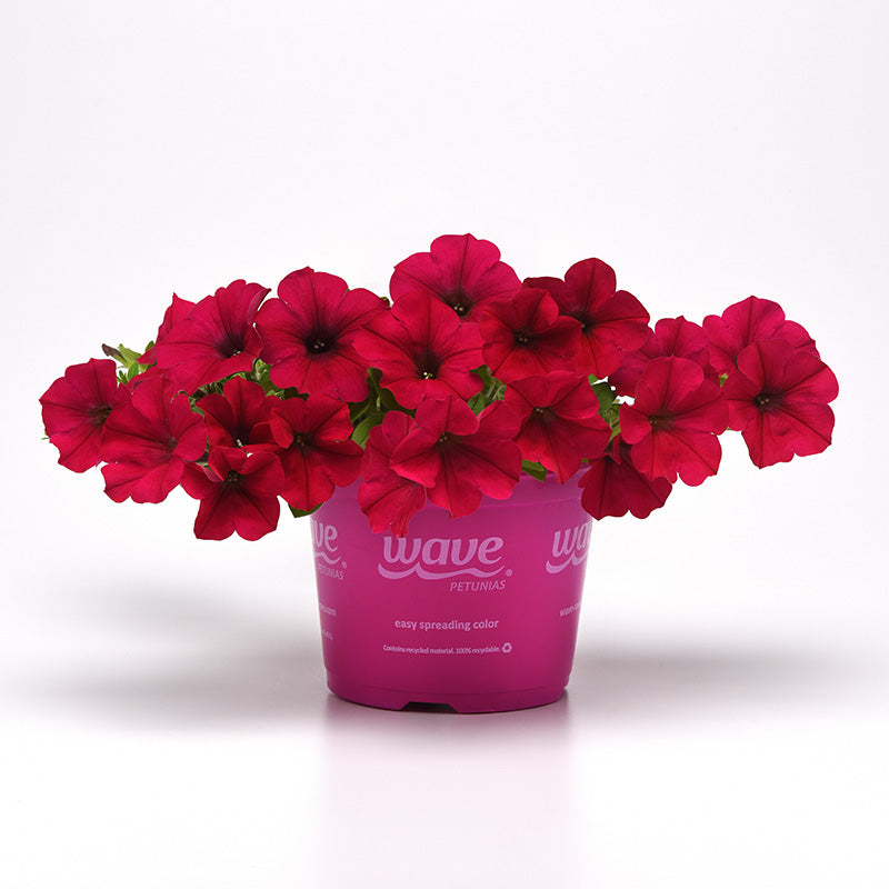 Petunia Wave Carmine Velour F1 Seed