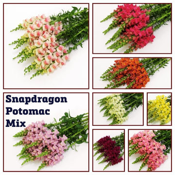 Snapdragon Potomac Mix F1 Seed