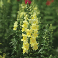 Snapdragon Potomac Mix F1 Seed