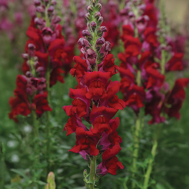 Snapdragon Potomac Mix F1 Seed