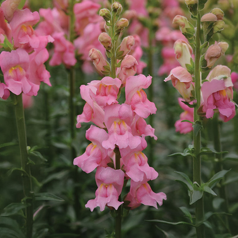 Snapdragon Potomac Mix F1 Seed