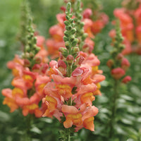 Snapdragon Potomac Mix F1 Seed