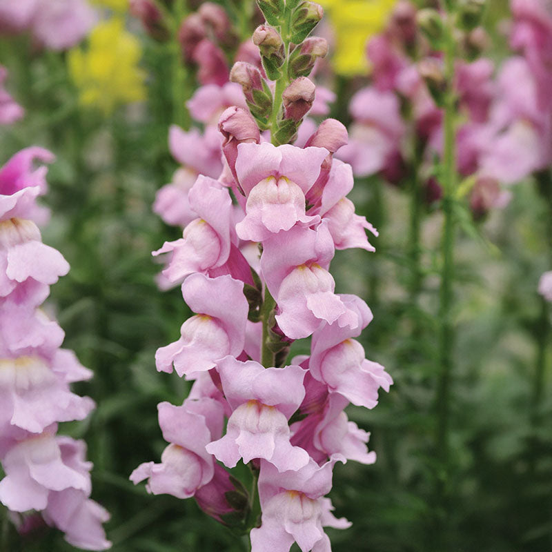 Snapdragon Potomac Mix F1 Seed