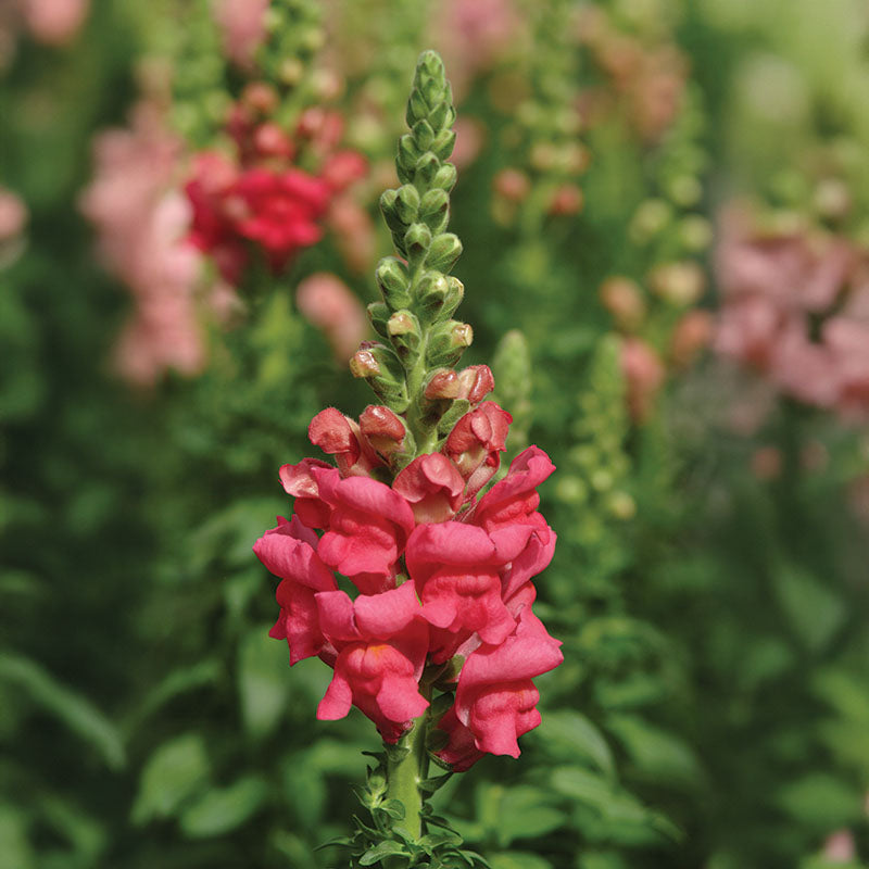 Snapdragon Potomac Mix F1 Seed