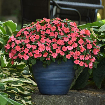 Impatiens Beacon Coral Seed