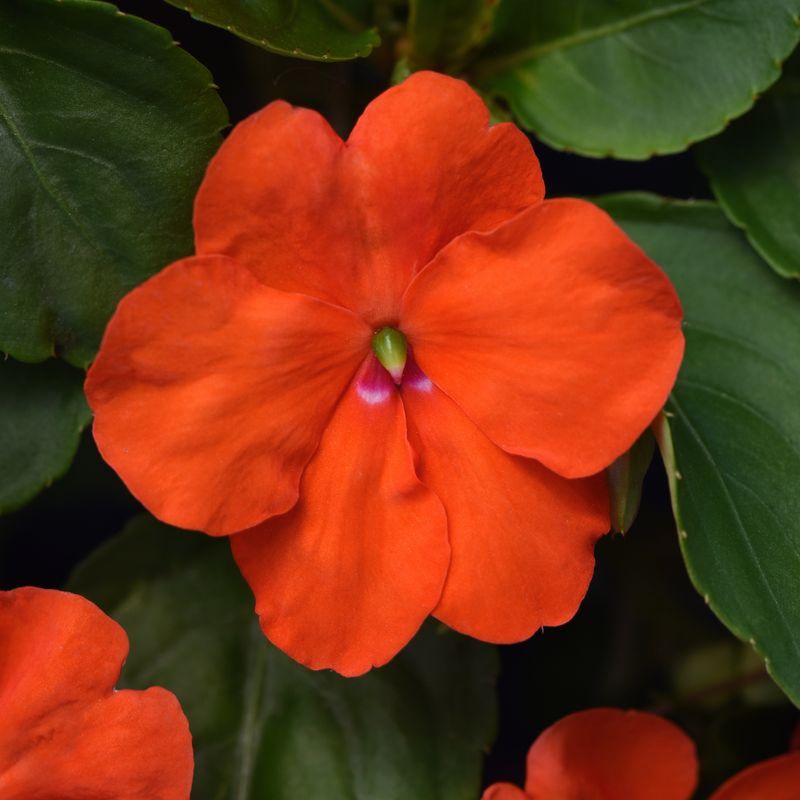 Impatiens Beacon Orange Seed