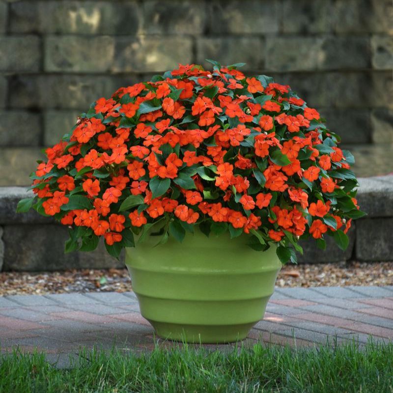 Impatiens Beacon Orange Seed