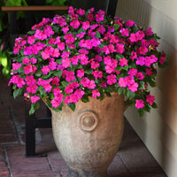 Impatiens Beacon Violet Shades Seed