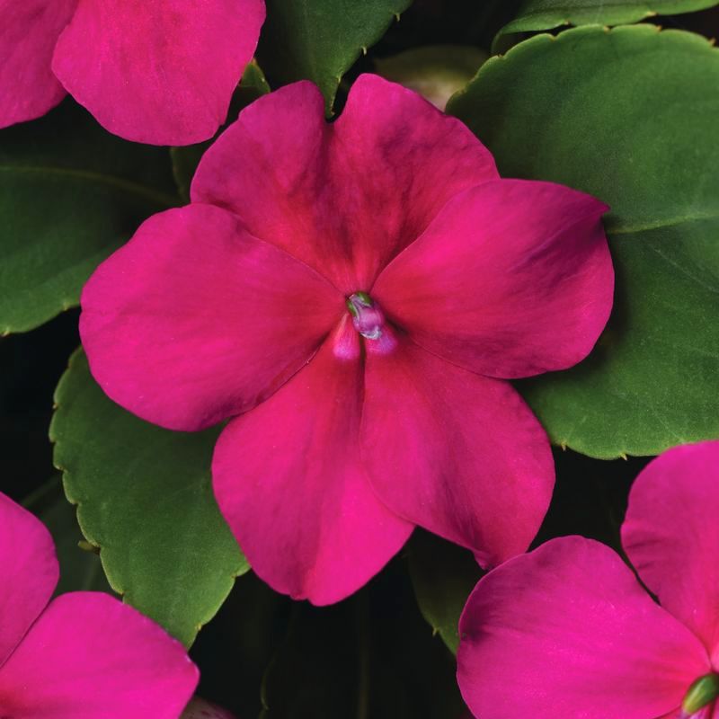 Impatiens Beacon Violet Shades Seed