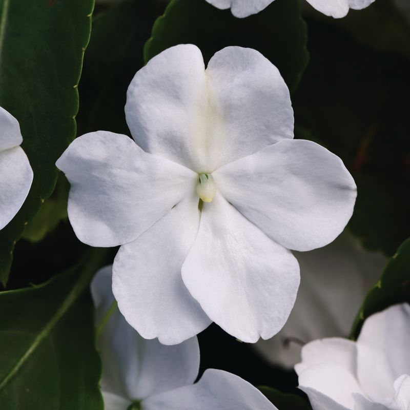 Impatiens Beacon White Seed