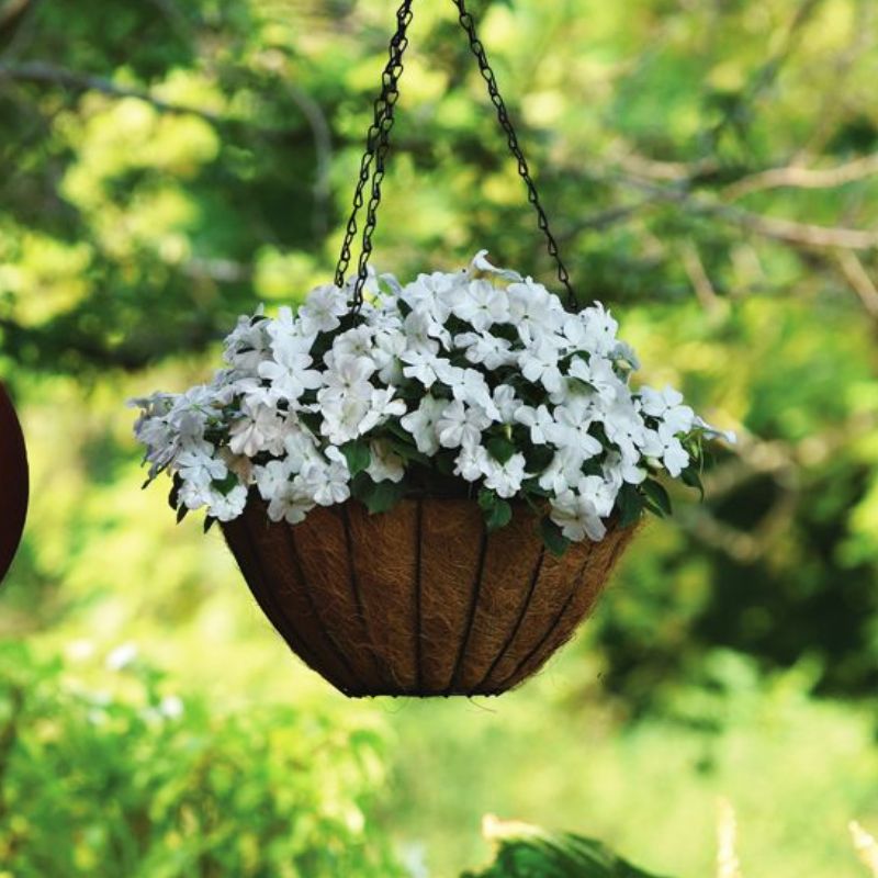 Impatiens Beacon White Seed