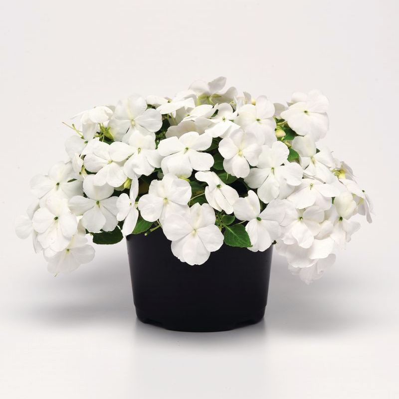 Impatiens Beacon White Seed