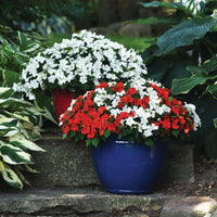 Impatiens Beacon Red White Mix Seed