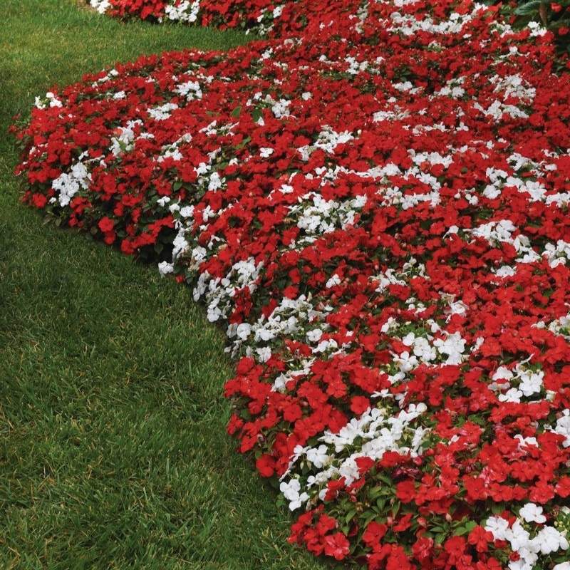 Impatiens Beacon Red White Mix Seed