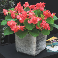 Begonia Fiona Red Seed