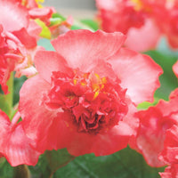 Begonia Fiona Red Seed