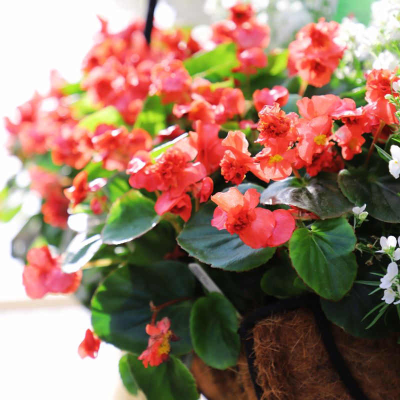 Begonia Fiona Red Seed