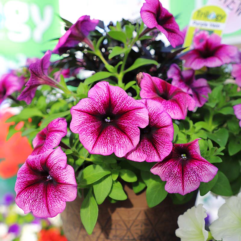 Petunia Opera Supreme Purple Vein F1 Seed