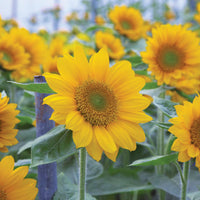 Sunflower Sunrich Summer Gold F1 Seed