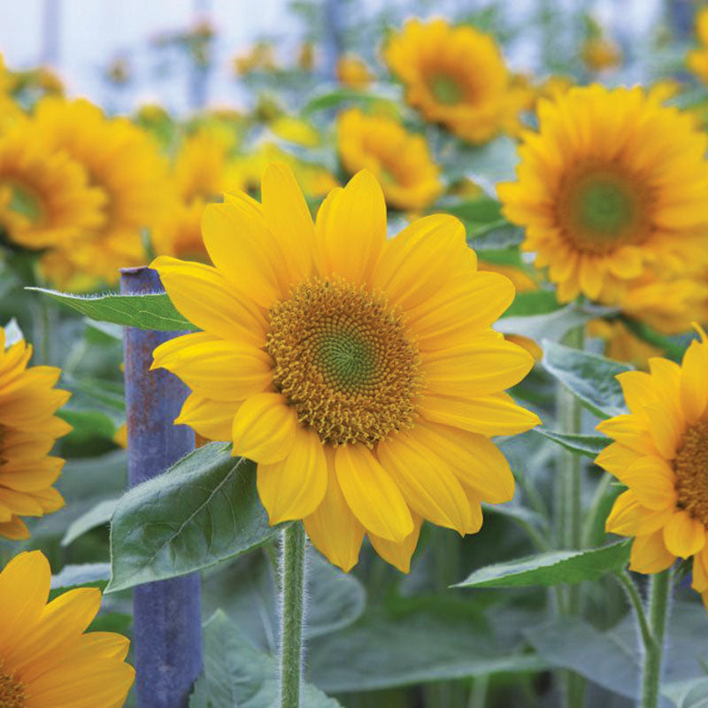 Sunflower Sunrich Summer Gold F1 Seed