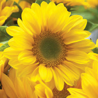 Sunflower Sunrich Summer Gold F1 Seed