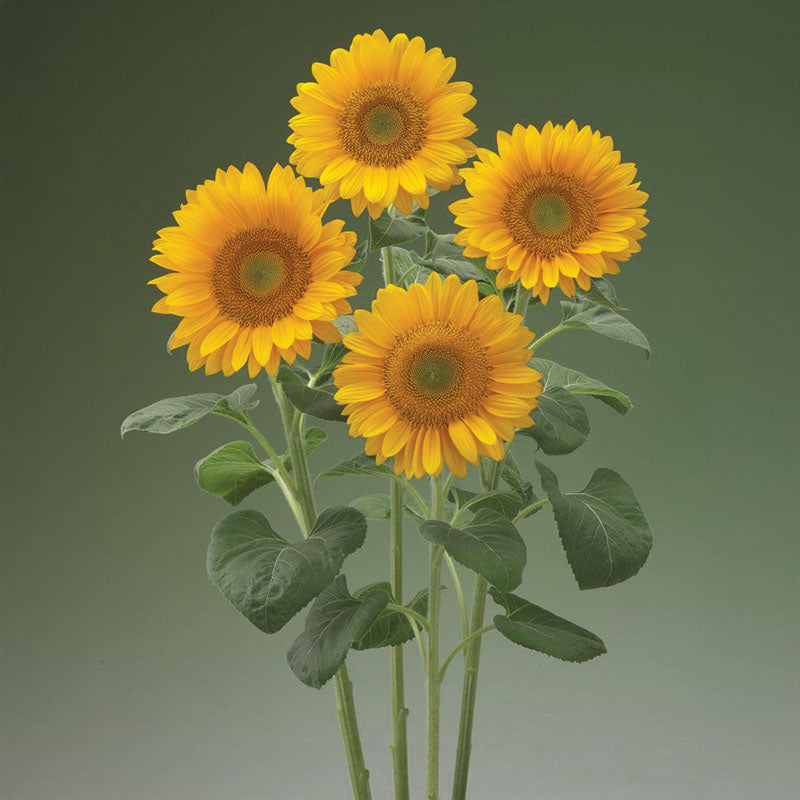 Sunflower Sunrich Summer Gold F1 Seed