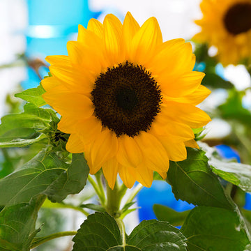 Sunflower Smiley F1 Seed