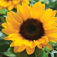 Sunflower Smiley F1 Seed