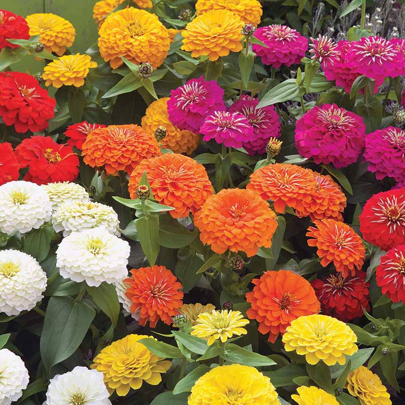 Zinnia Preciosa Mix F1 Seed