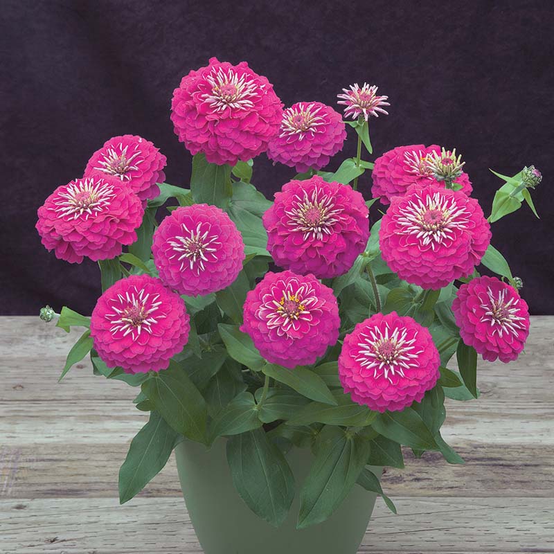 Zinnia Preciosa Mix F1 Seed