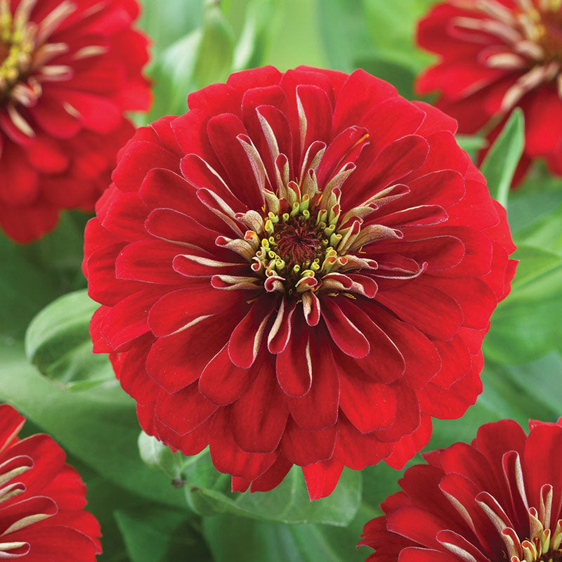 Zinnia Preciosa Mix F1 Seed