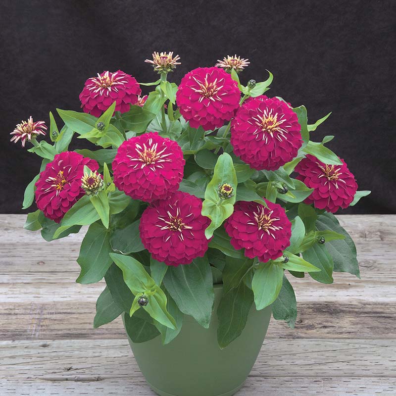 Zinnia Preciosa Mix F1 Seed