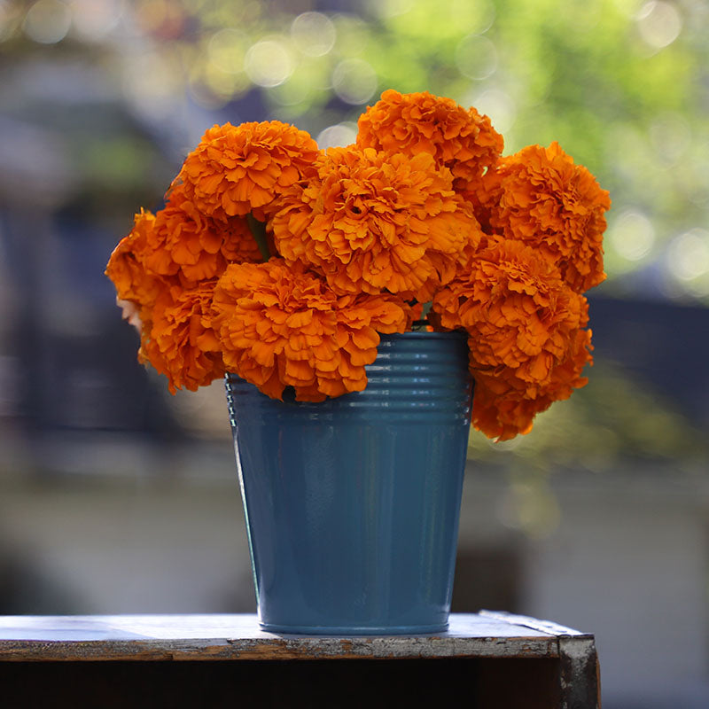 Marigold Coco Deep Orange Seed